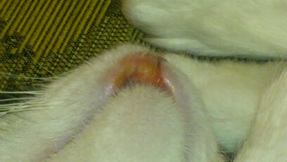 håndjern Interesse Tilstedeværelse Min kat har sår på læben og nyser. Penicillin hjælper ikke – Spørg Dyrlægen